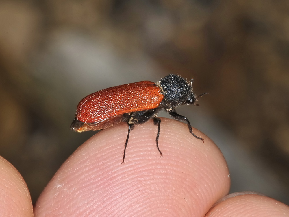 bostrichus capucinus con  piccolo